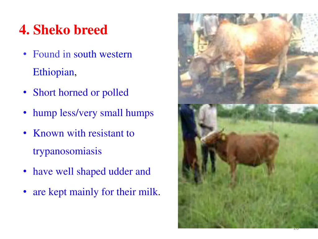 4 sheko breed