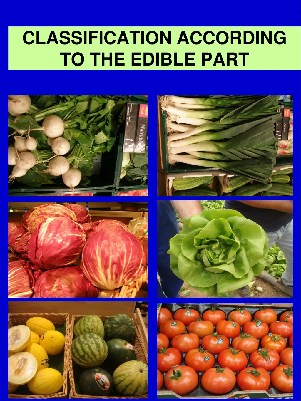 classification according to the edible part