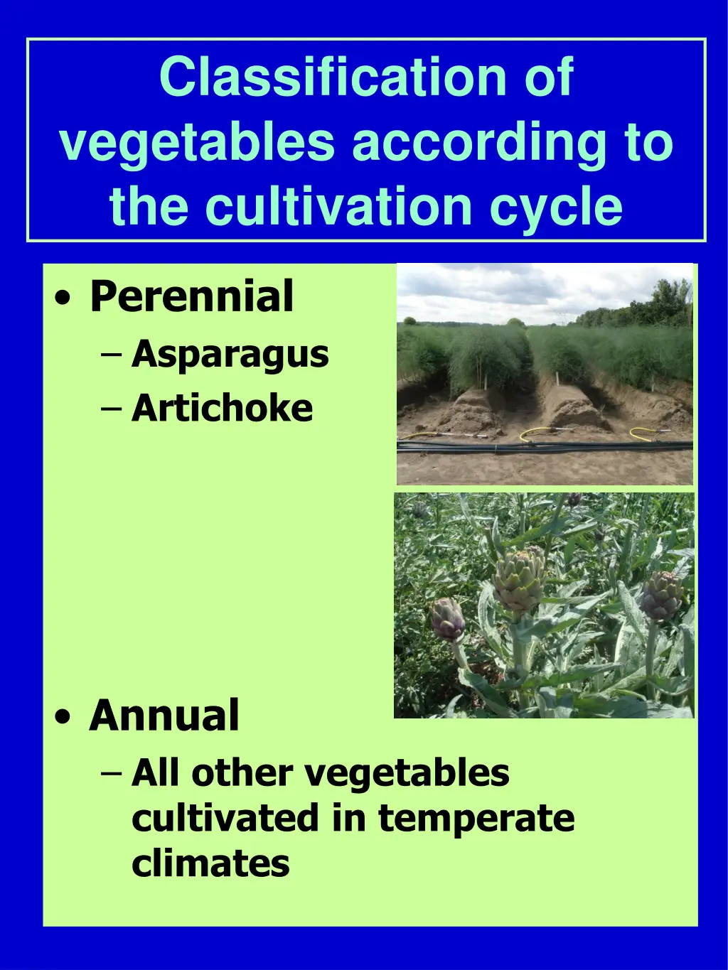 classification of vegetables according