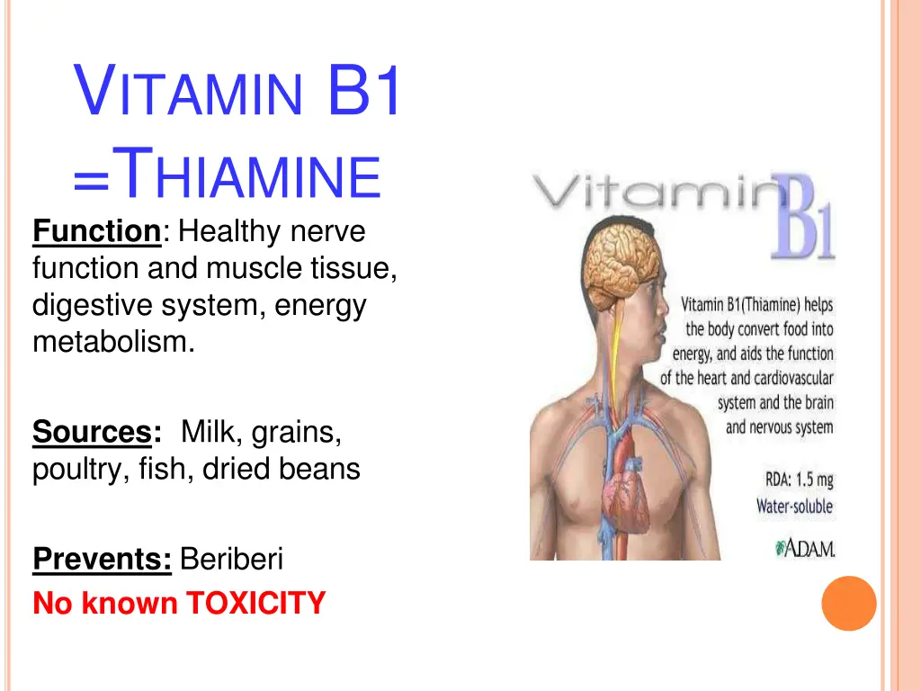 v itamin b1 t hiamine function healthy nerve