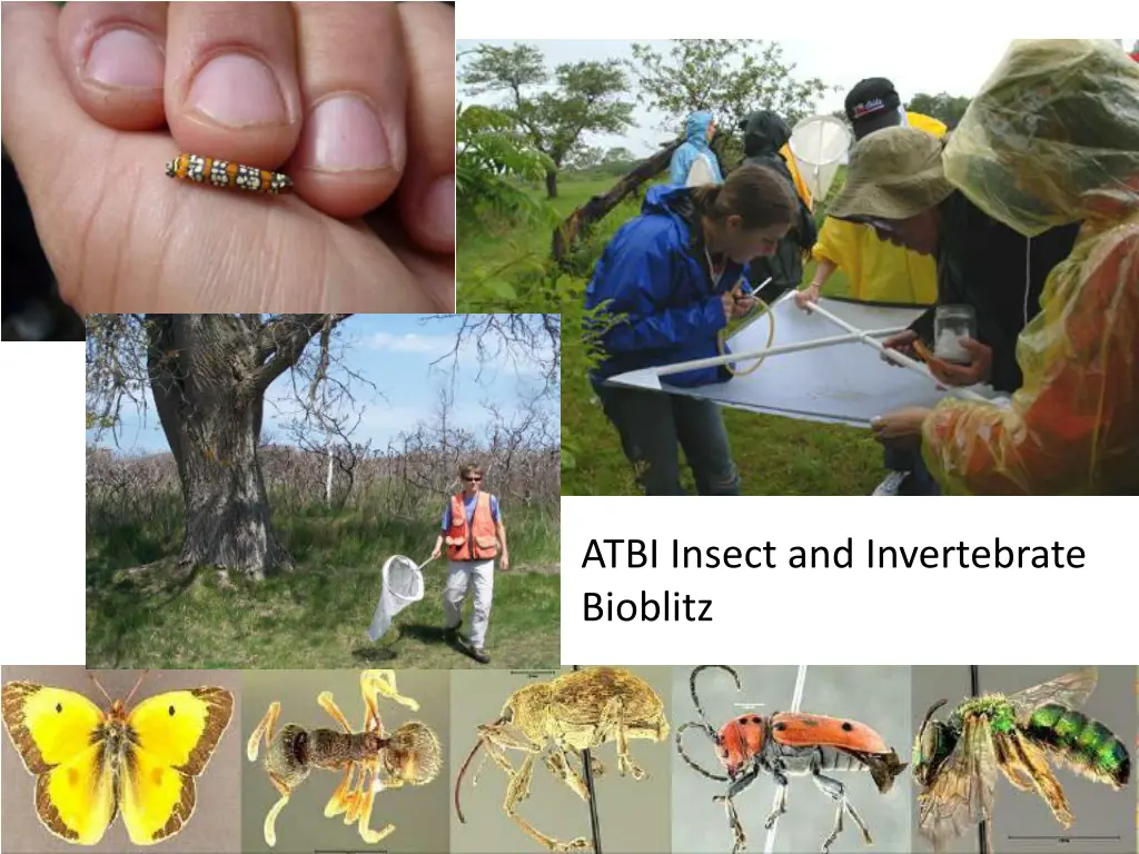 atbi insect and invertebrate bioblitz