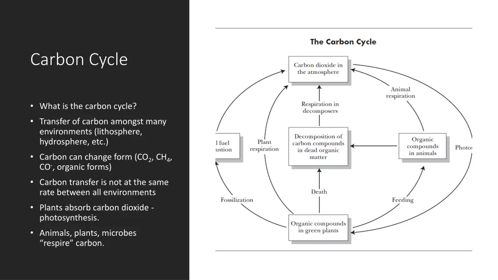 carbon cycle