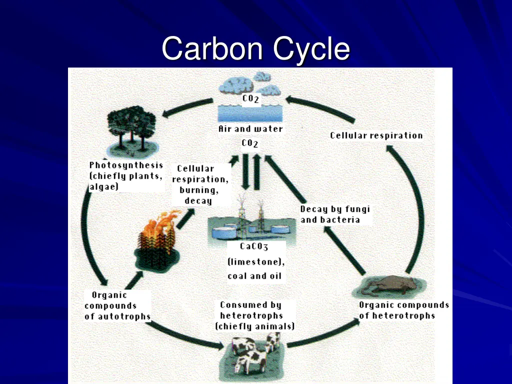 carbon cycle 1