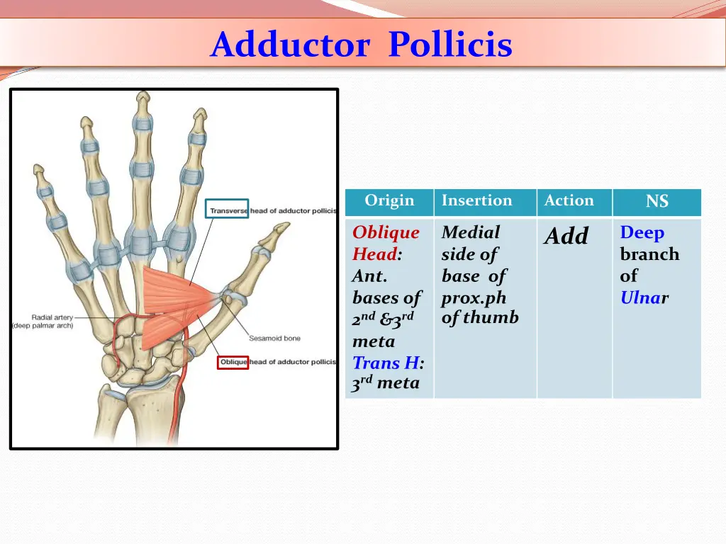 adductor pollicis