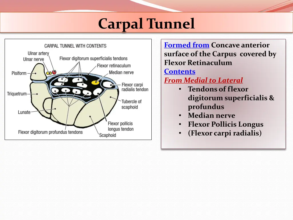 carpal tunnel