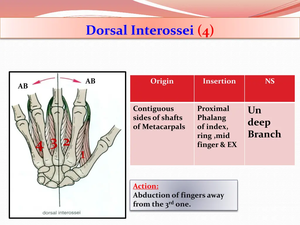 dorsal interossei 4