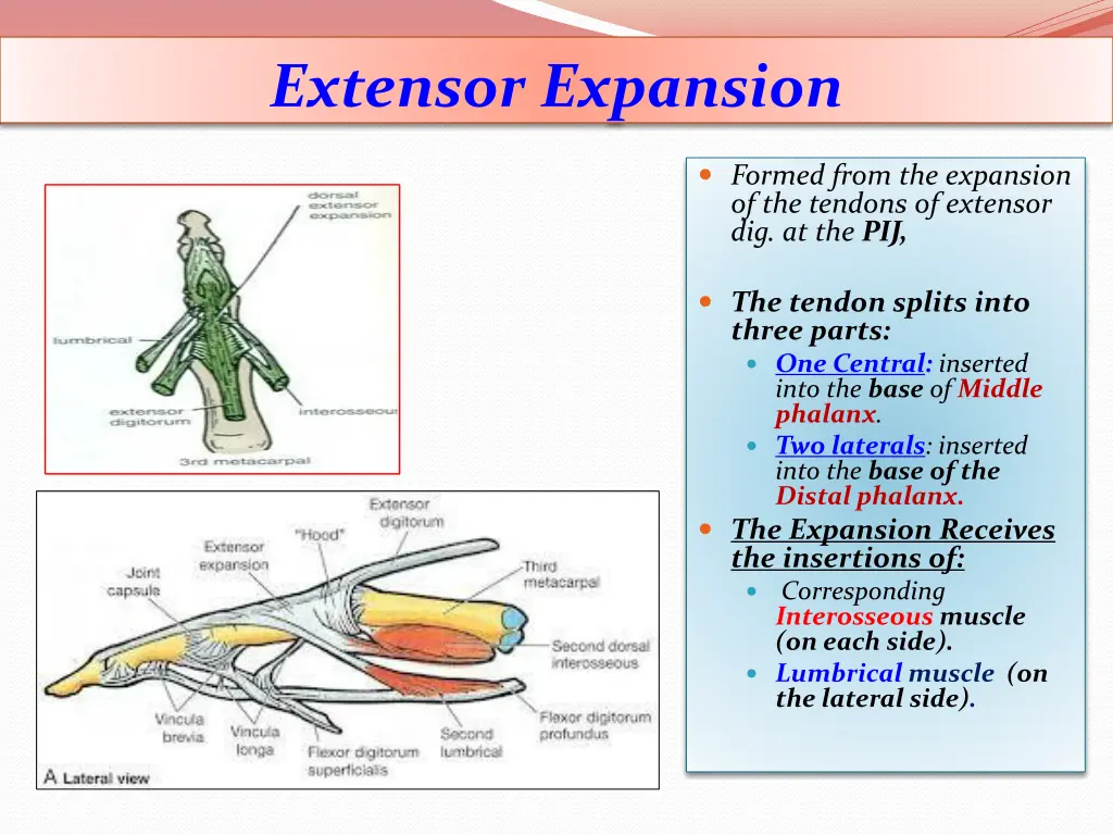 extensor expansion