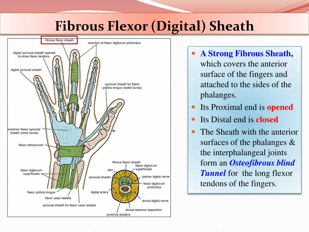 fibrous flexor digital sheath