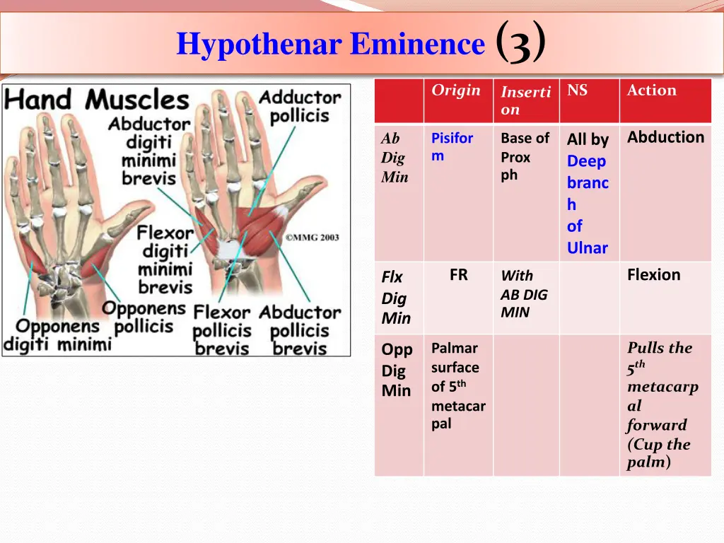 hypothenar eminence 3