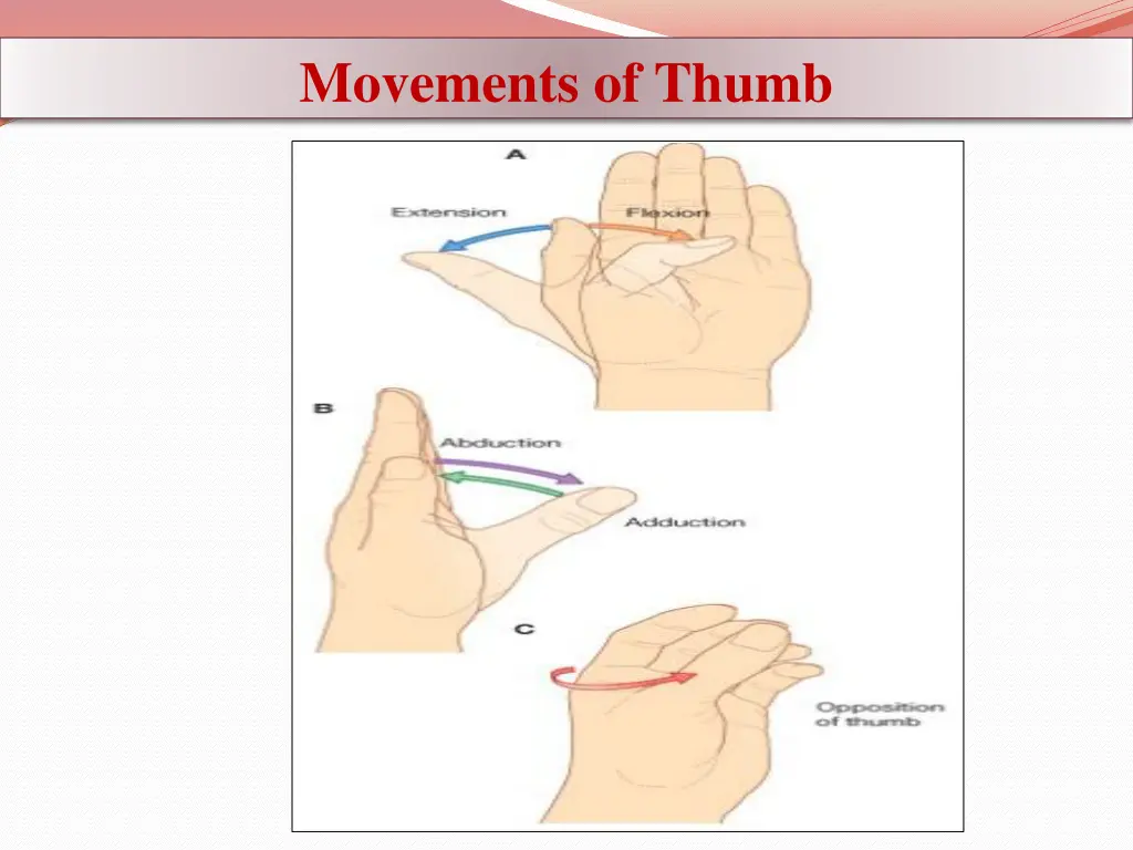 movements of thumb