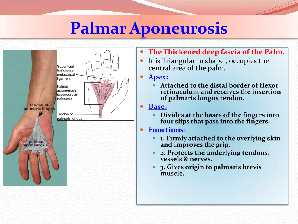 palmar aponeurosis