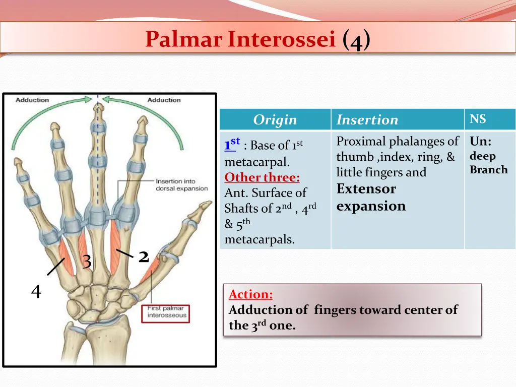 palmar interossei 4