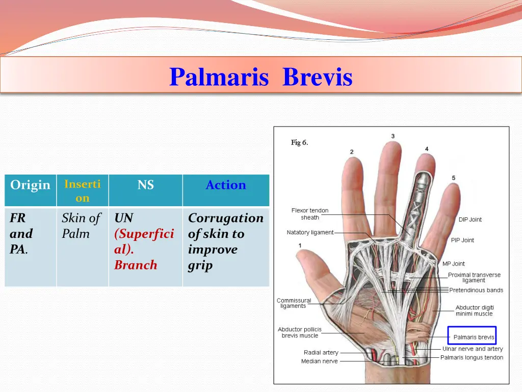 palmaris brevis