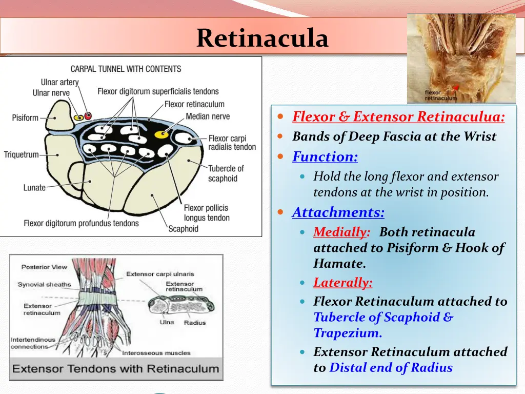 retinacula