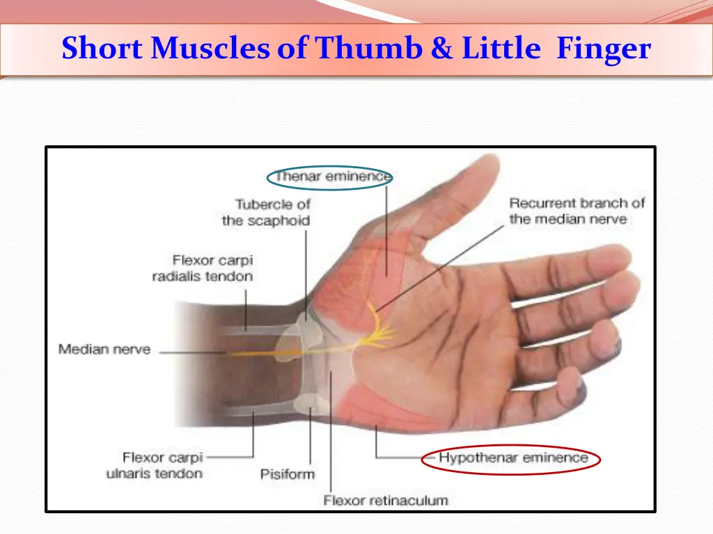 short muscles of thumb little finger