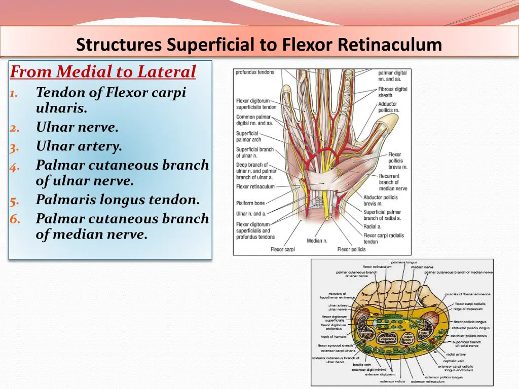 structures superficial to flexor retinaculum