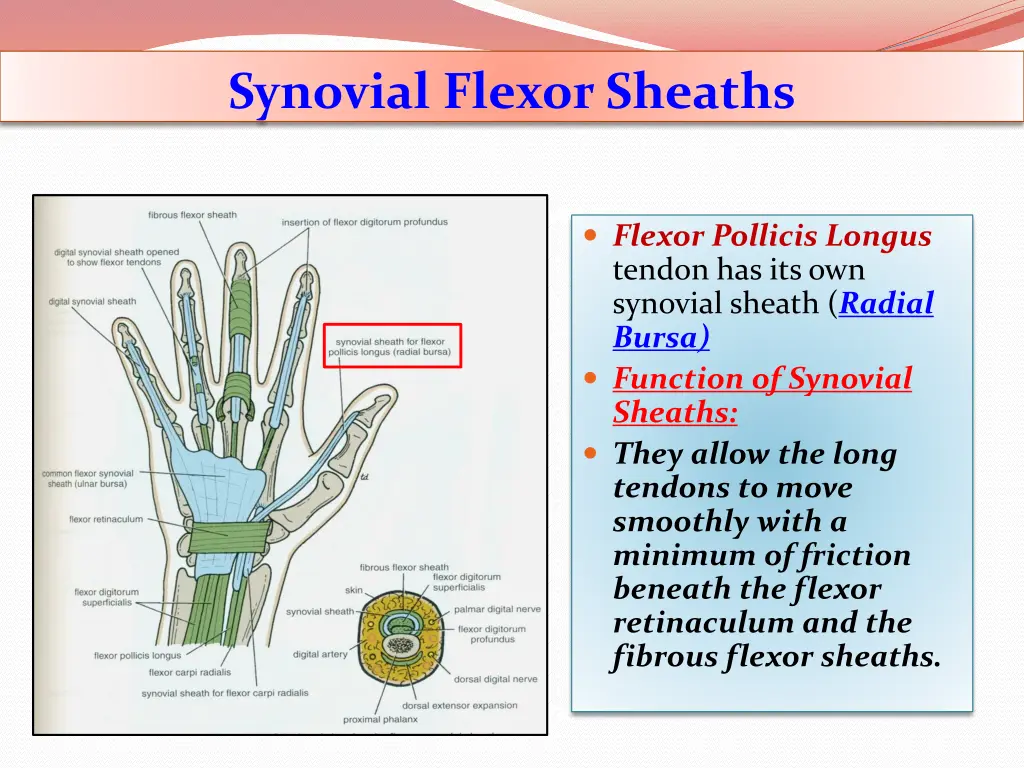 synovial flexor sheaths 1