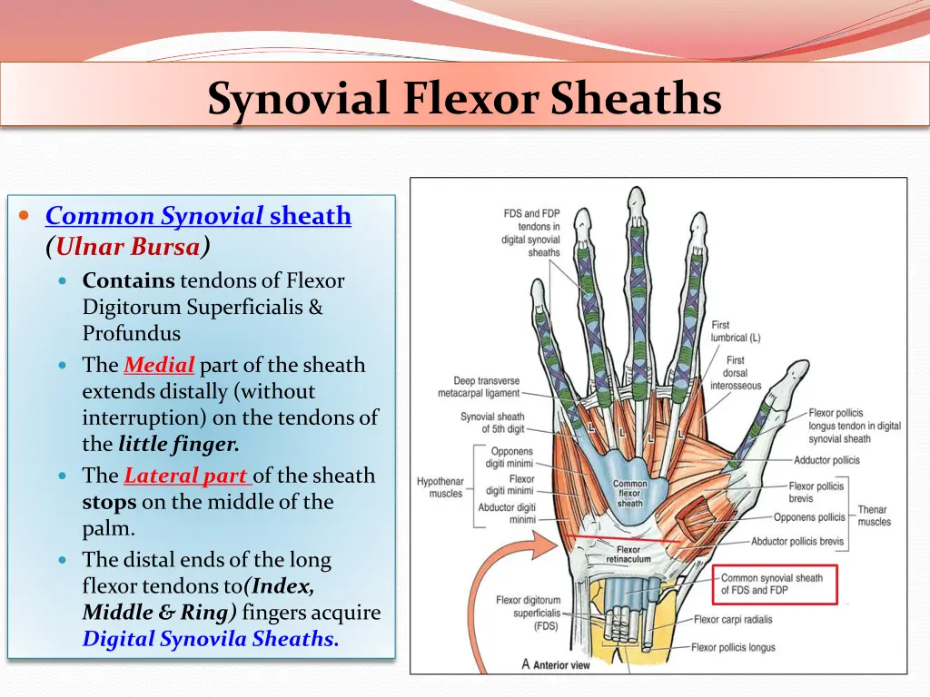 synovial flexor sheaths