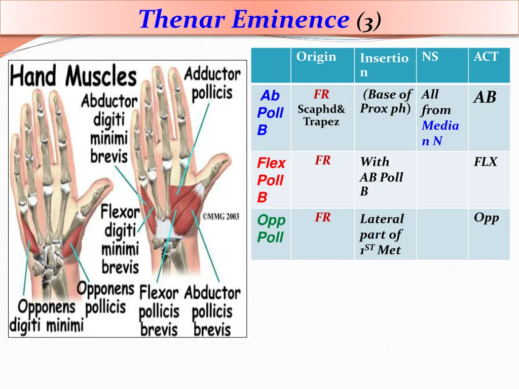 thenar eminence 3