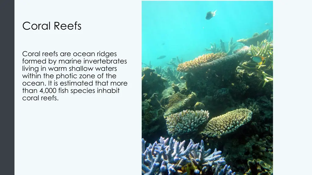 coral reefs