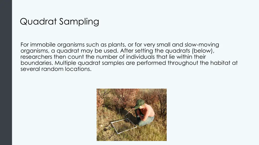 quadrat sampling