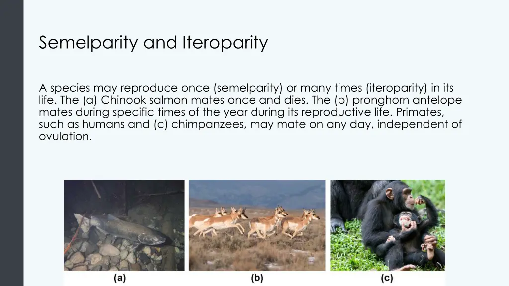 semelparity and iteroparity