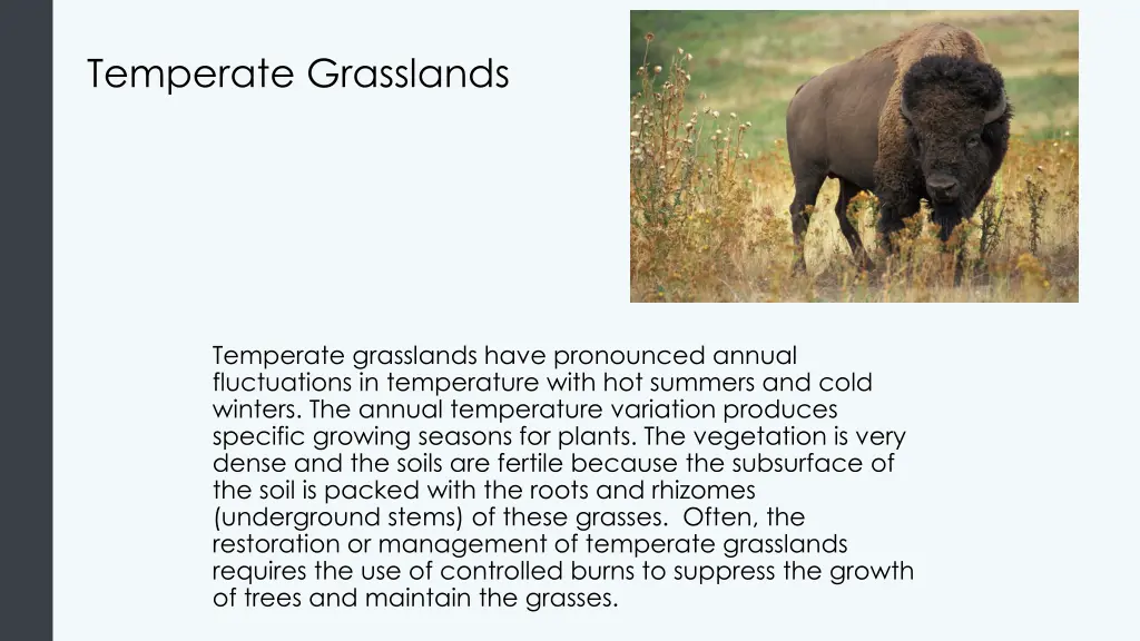 temperate grasslands