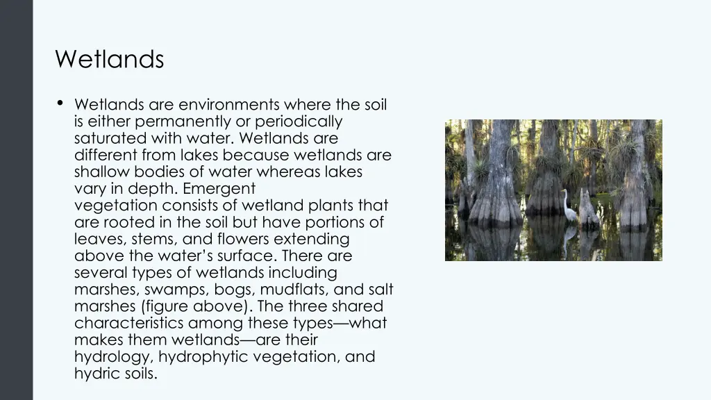 wetlands