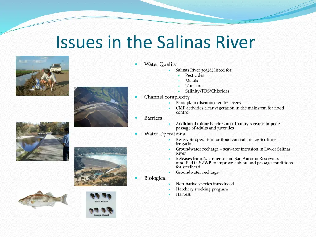 issues in the salinas river