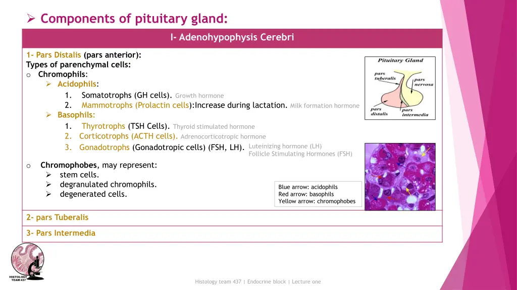 components of pituitary gland