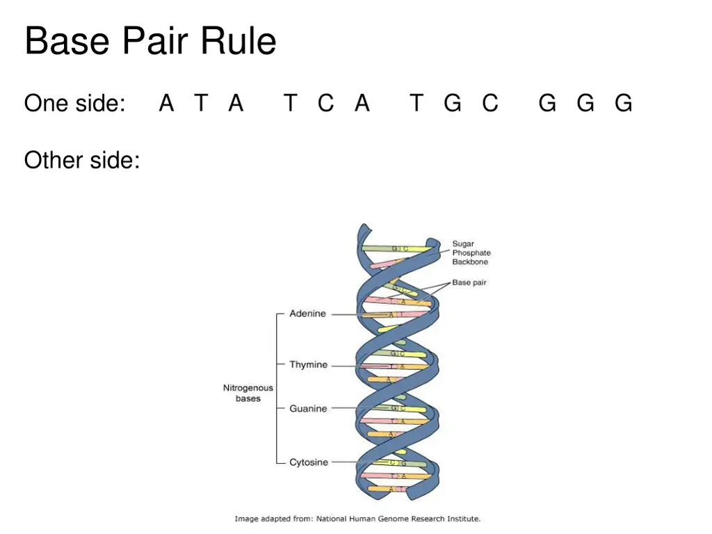 base pair rule 1