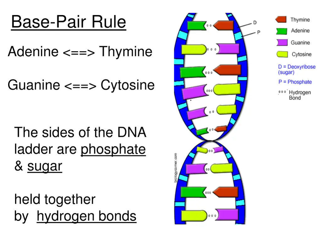 base pair rule