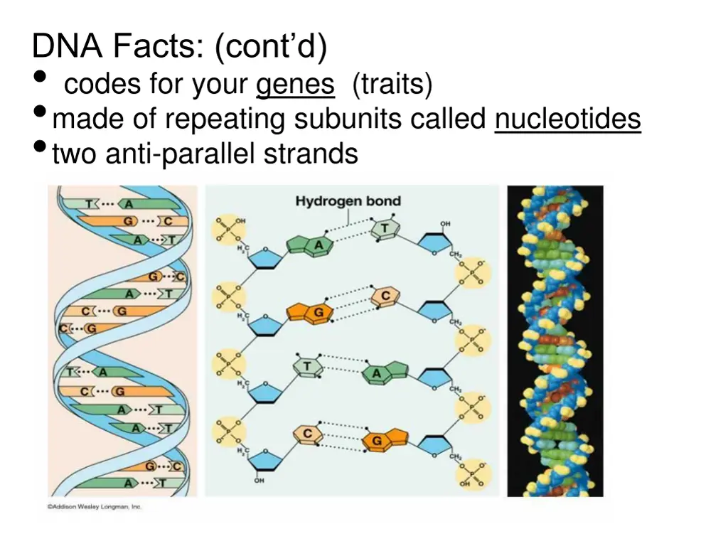 dna facts cont d codes for your genes traits made