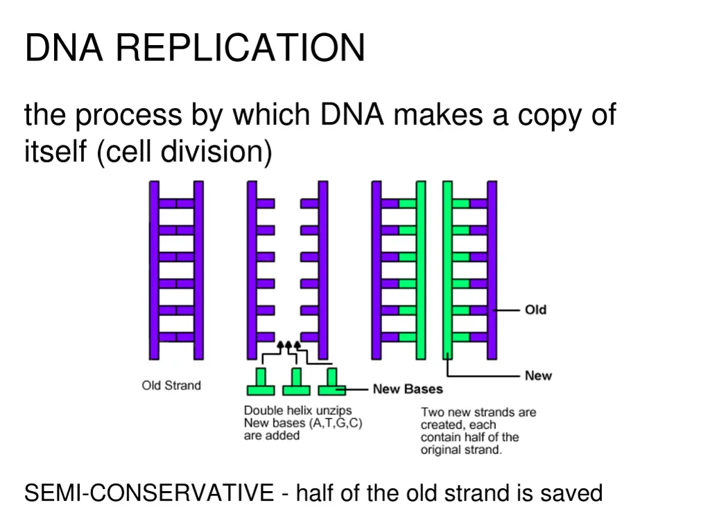 dna replication