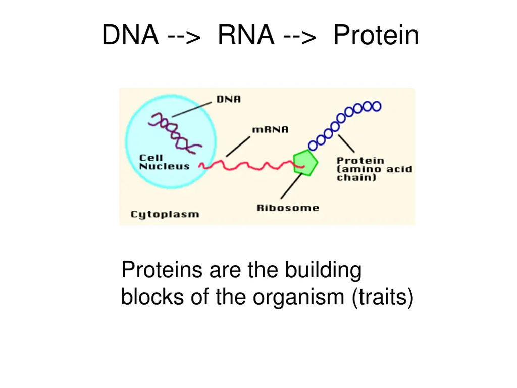 dna rna protein