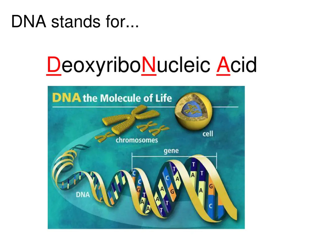 dna stands for