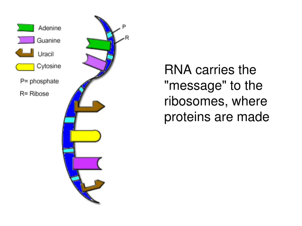 rna carries the message to the ribosomes where