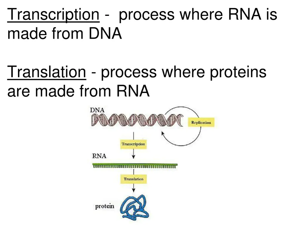 transcription process where rna is made from dna