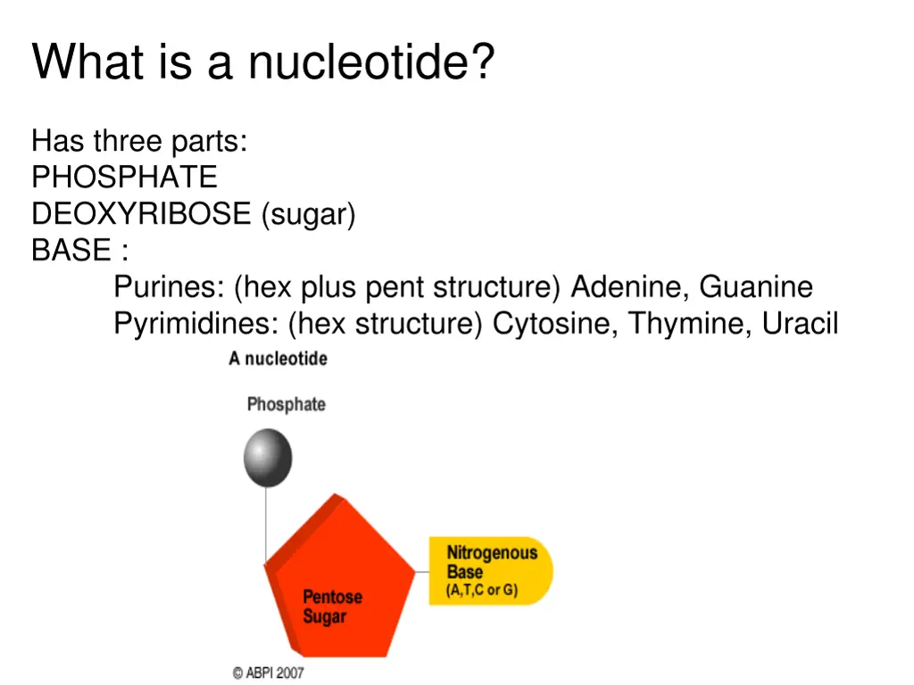 what is a nucleotide