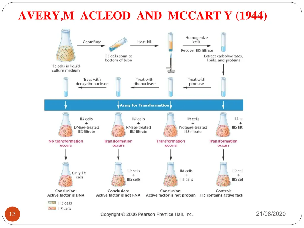 avery m acleod and mccart y 1944