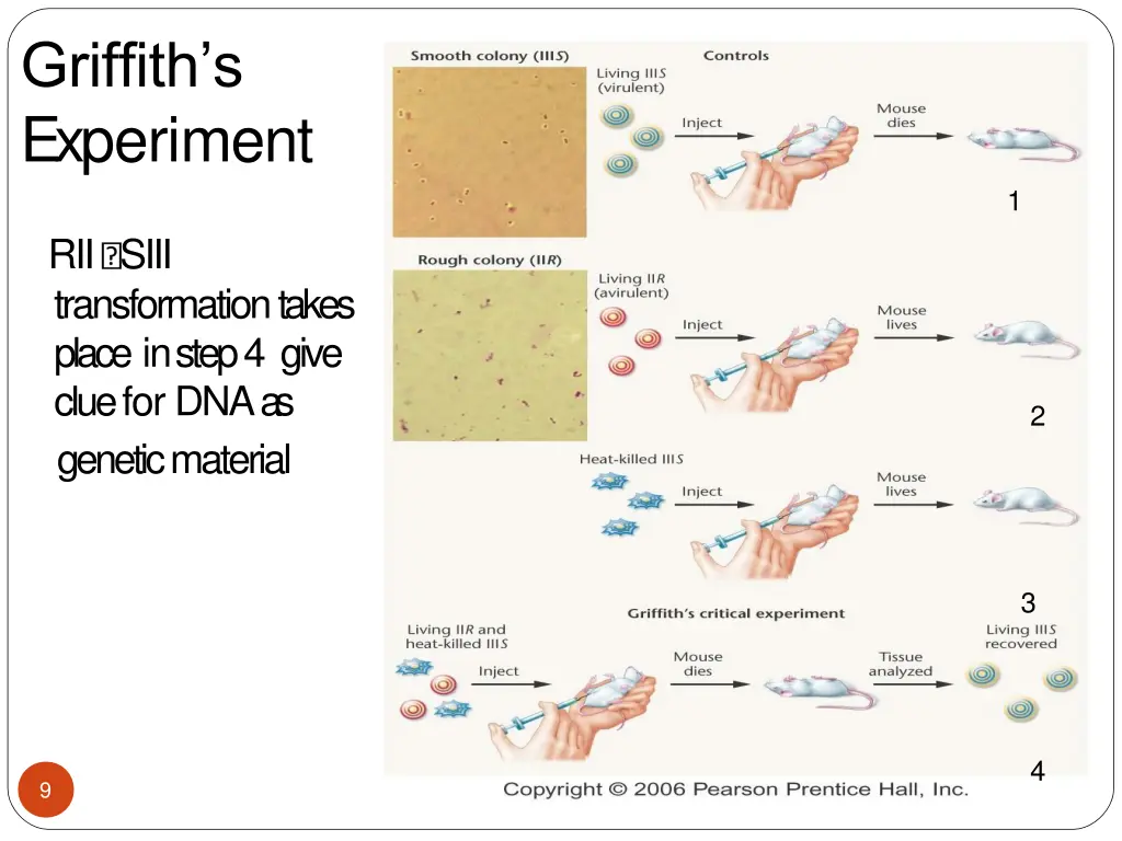 griffith s experiment