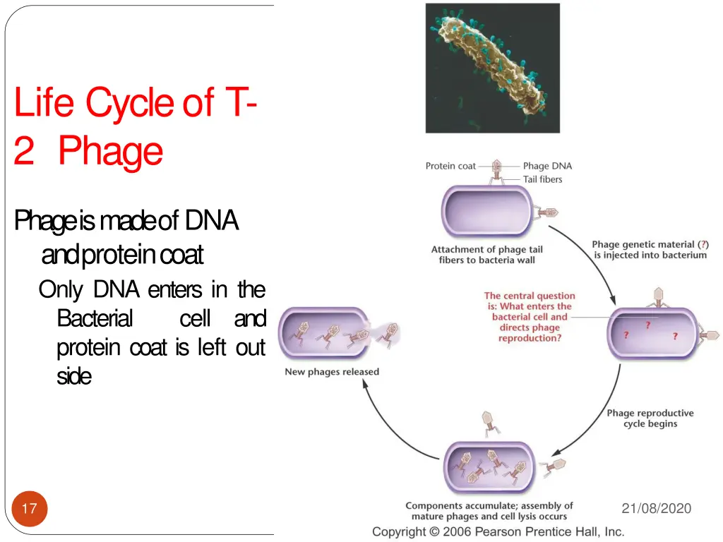 life cycle of t 2 phage