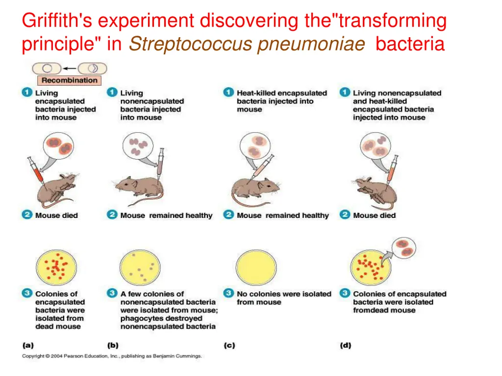 griffith s experiment discovering