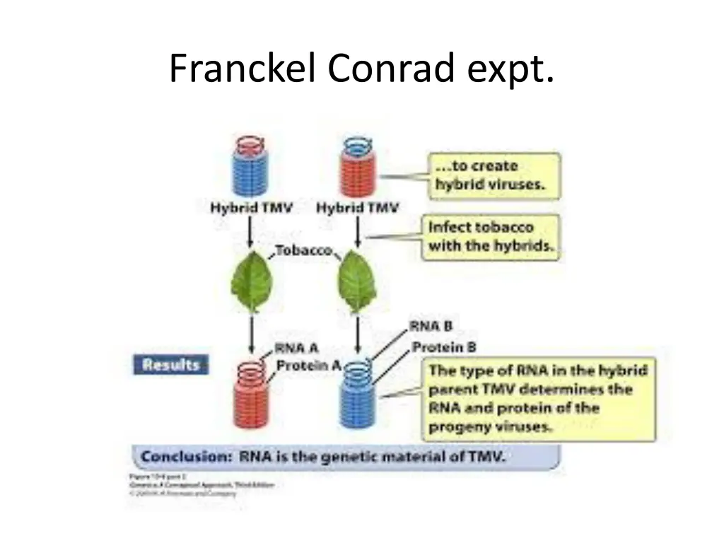 franckel conrad expt 1