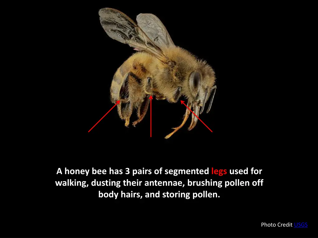 a honey bee has 3 pairs of segmented legs used