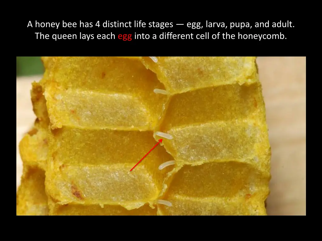 a honey bee has 4 distinct life stages egg larva