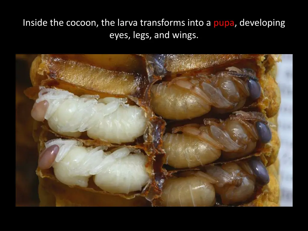 inside the cocoon the larva transforms into