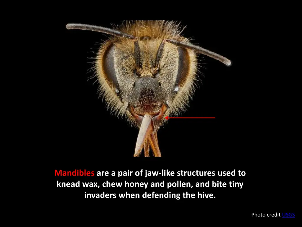 mandibles are a pair of jaw like structures used