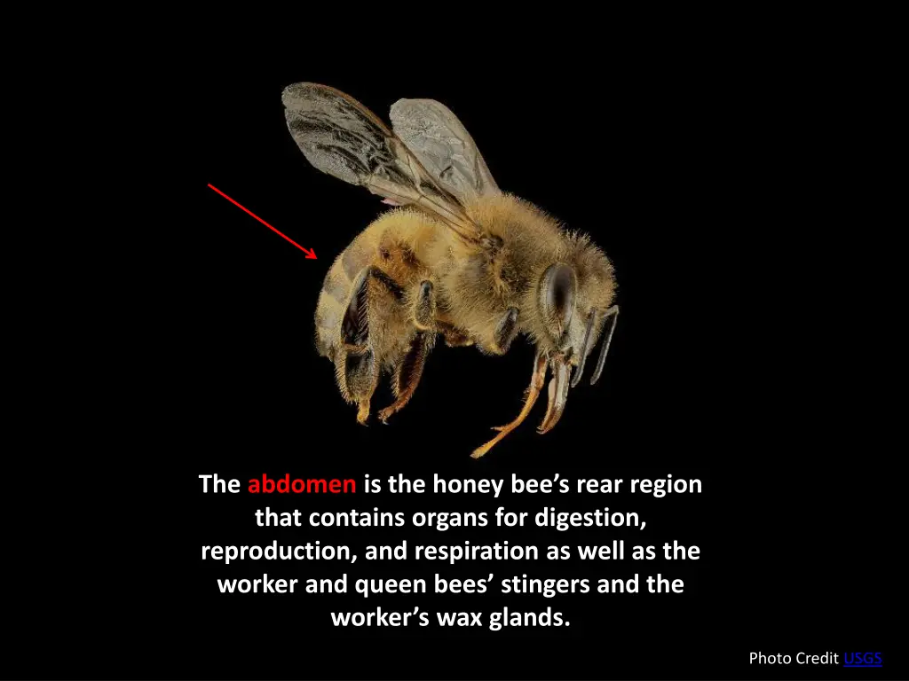 the abdomen is the honey bee s rear region that