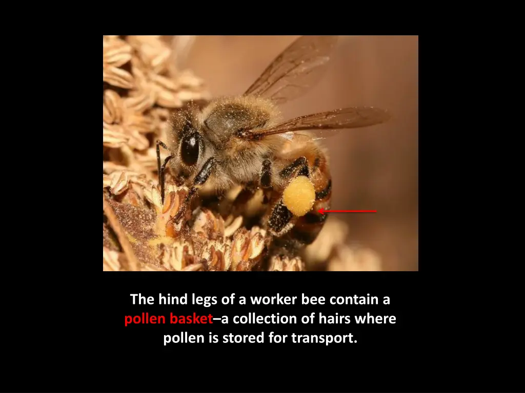 the hind legs of a worker bee contain a pollen